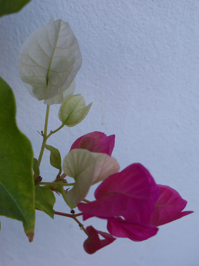 Vicky - BOUGAINVILLEA 2012