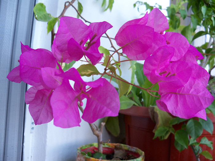 Vicky - BOUGAINVILLEA 2012