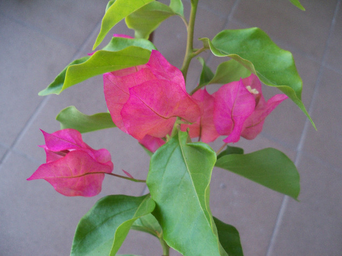 101_5207 - BOUGAINVILLEA 2012