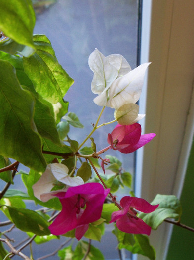 Vicky - BOUGAINVILLEA 2012