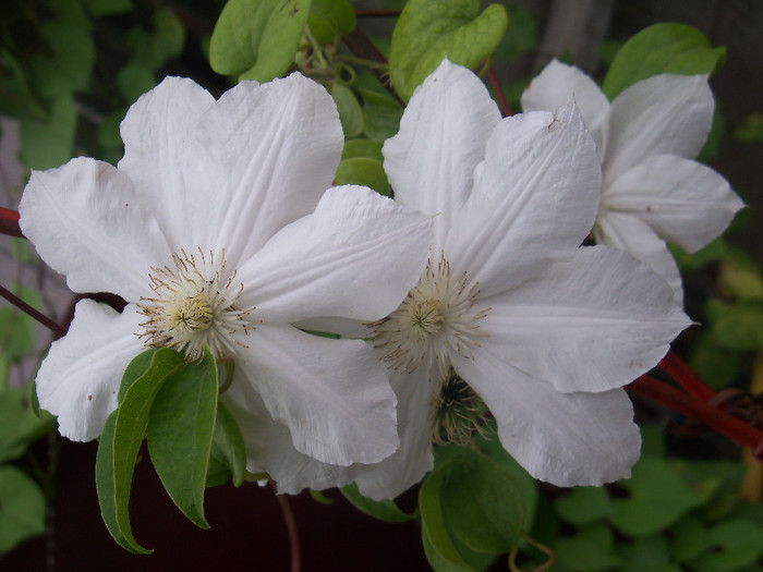 M.me le coultre; Bred by Boisselot (1885).
Group 2, Large-flowered, Mid-season.  
White.  Strong fragrance.  8 petals.  Average diameter 8&quot;.  Single, grooved, overlapping bloom form.  Early summer to late autum
