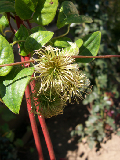 101_4473 - CLEMATIS 2012