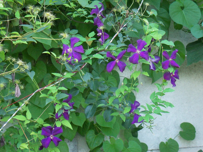 Polish spirit; Bred by Brother Stefan Franczak (Poland, 1984).
Introduced in United Kingdom by Guernsey Clematis Nursery in 1989 as &#039;C. &#039;Polish Spirit&#039;&#039;.
Group 3, Late, Small-flowered, Viticell
