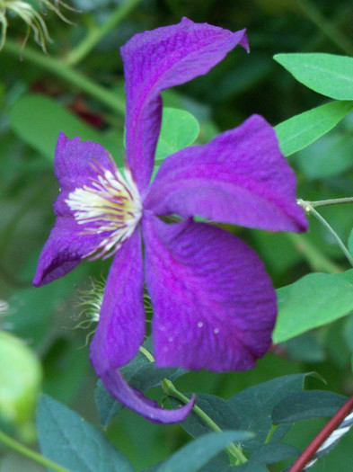 Polish spirit - CLEMATIS 2012