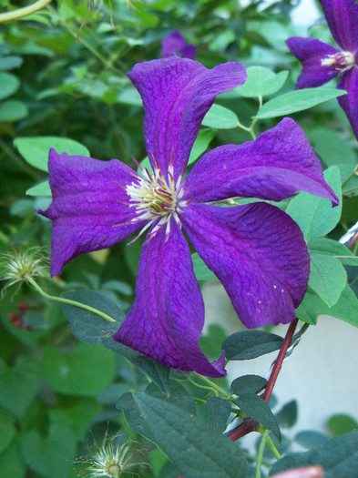 101_4578 - CLEMATIS 2012