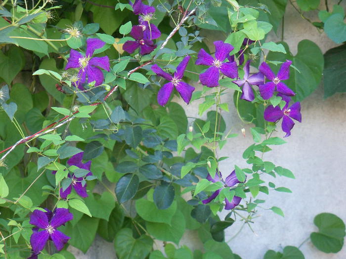 101_4661 - CLEMATIS 2012