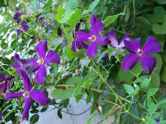 101_4665 - CLEMATIS 2012