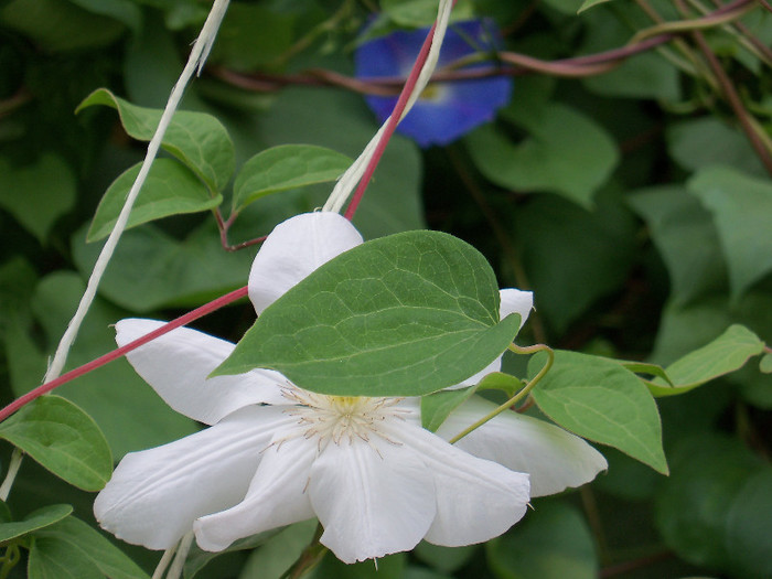 M.me le coultre - CLEMATIS 2012