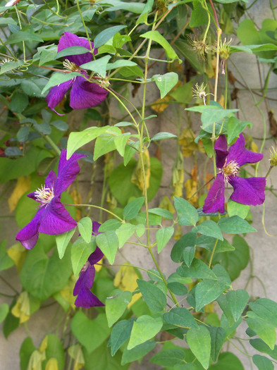 101_5090 - CLEMATIS 2012