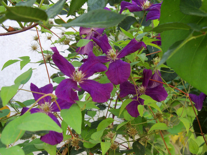 101_5091 - CLEMATIS 2012