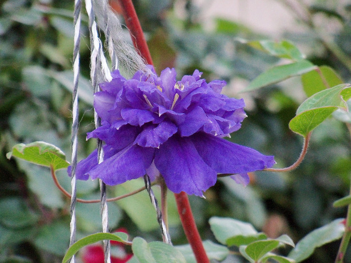 Kiri Te Kanawa - CLEMATIS 2012