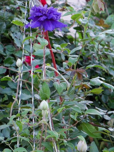 Kiri Te Kanawa - CLEMATIS 2012