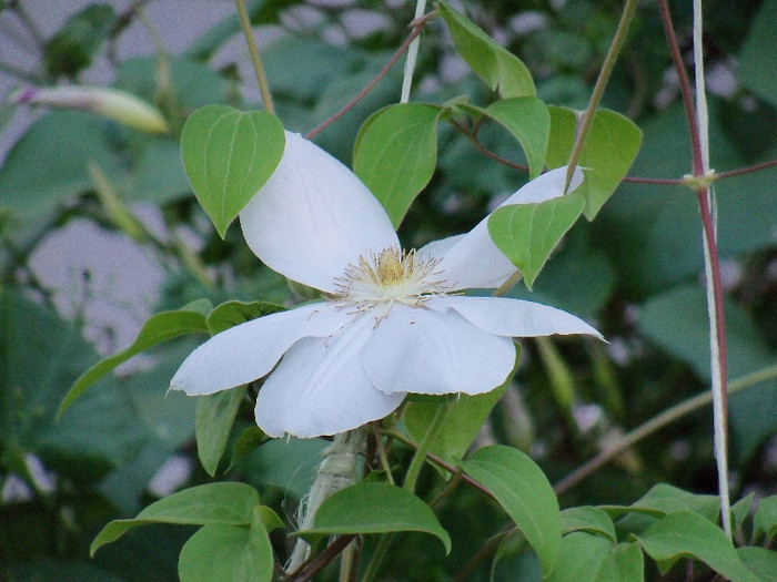 101_5139 - CLEMATIS 2012