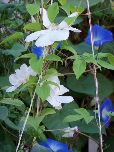 M.me le coultre si Zorele - CLEMATIS 2012