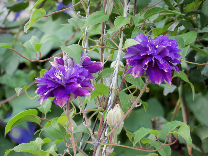 101_5313 - CLEMATIS 2012