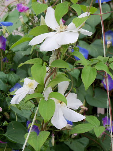 101_5323 - CLEMATIS 2012