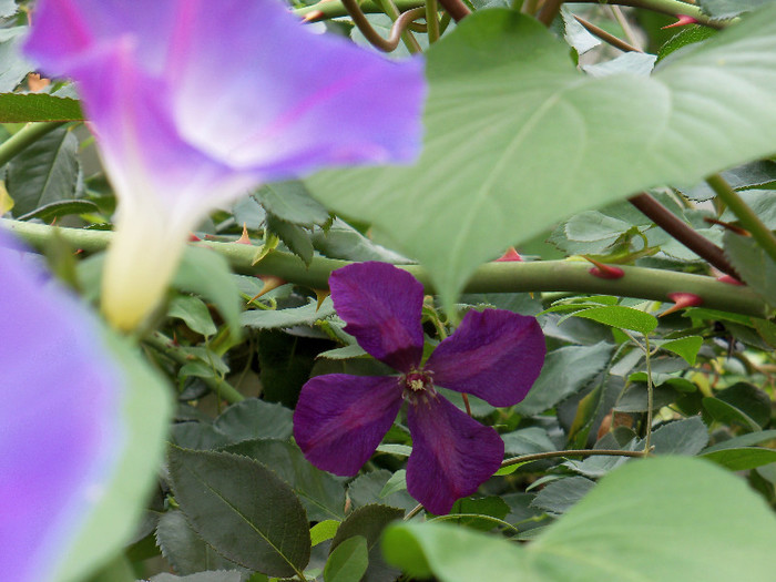 101_5325 - CLEMATIS 2012