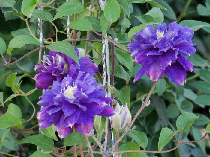 101_5424 - CLEMATIS 2012