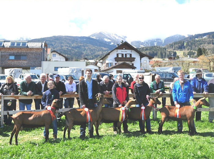 expo alpine franceze - Gemsfarbige ziege -Mittmansgruber alpina franceza