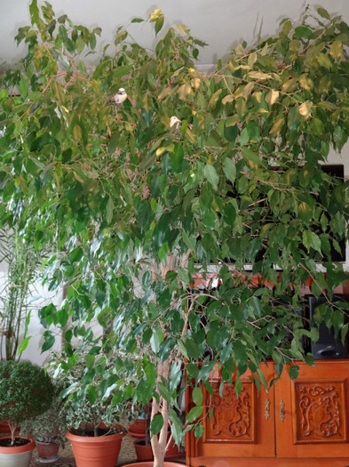 Ficus benjamina - Ficus-varietati