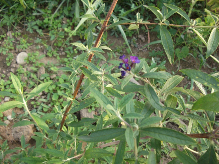 floricica de octombrie - Arbusti ornamentali si tufe