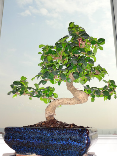 Carmona microphylla - Bonsai