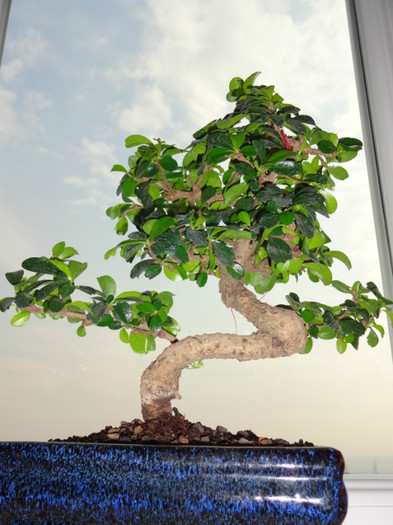 Carmona microphylla - Bonsai