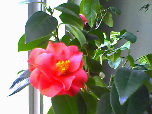 Camellia japonica - Camelia japonica