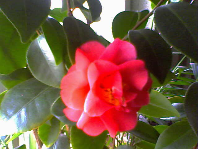 Camellia japonica - Camelia japonica