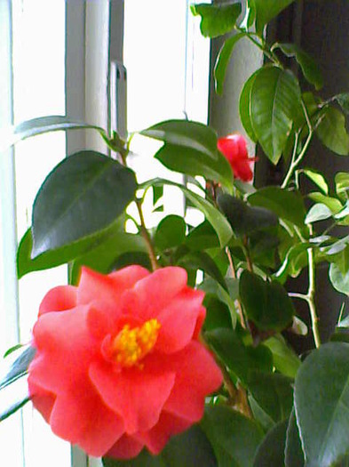 Camellia japonica - Camelia japonica