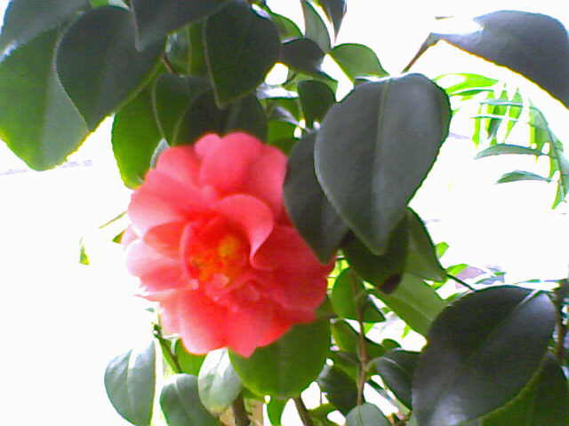 Camellia japonica; Adolphe Audusson
