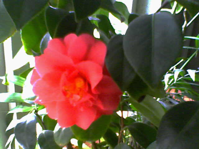 Camellia japonica - Camelia japonica