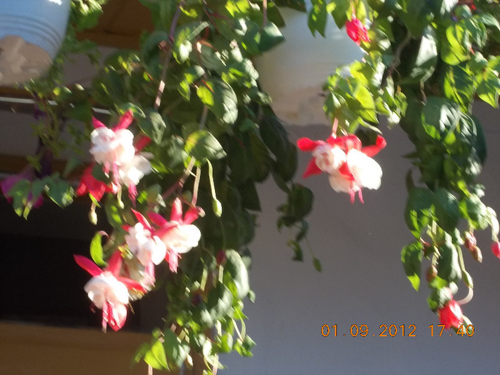 MANASTIREA SIHASTRIA NT
