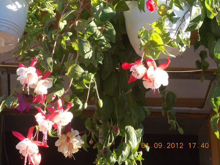 DSCN3632