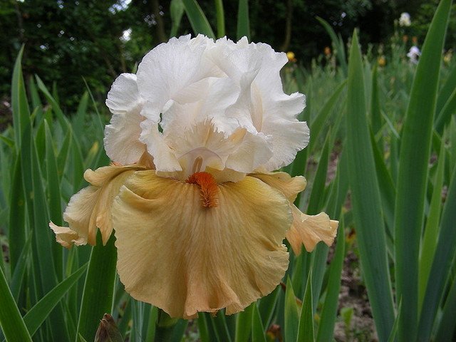 3. Apricot Frosty - IRISI BARBATA ELATIOR GERMANICA