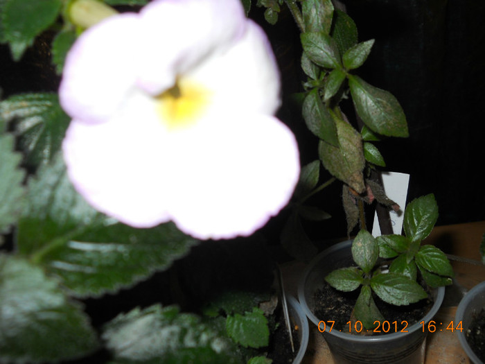 0610.2012 001 - FLORILE MELE 2012