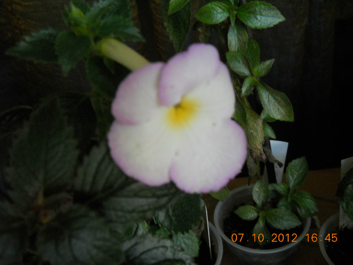 0610.2012 003 - FLORILE MELE 2012