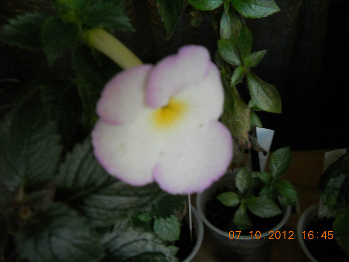 0610.2012 004 - FLORILE MELE 2012