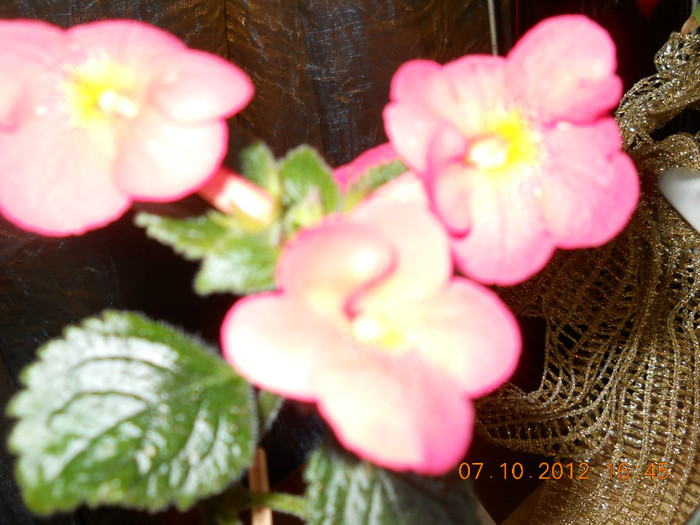 0610.2012 006 - FLORILE MELE 2012