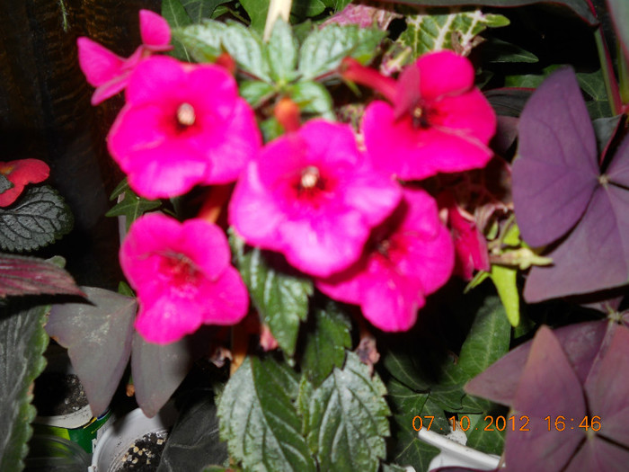 0610.2012 010 - FLORILE MELE 2012