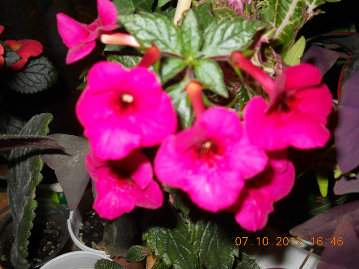 0610.2012 011 - FLORILE MELE 2012