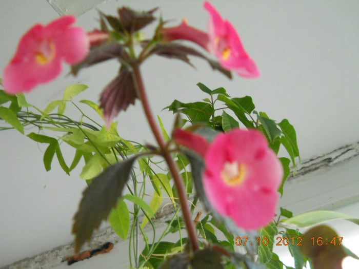0610.2012 012 - FLORILE MELE 2012