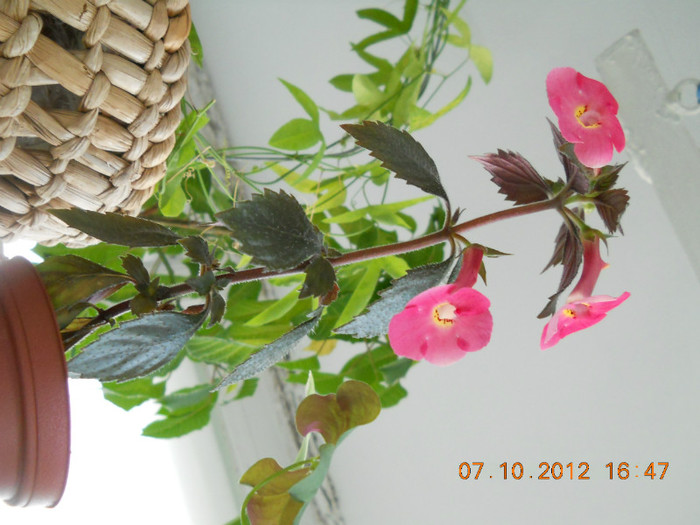 0610.2012 013 - FLORILE MELE 2012