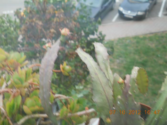 0610.2012 014 - FLORILE MELE 2012