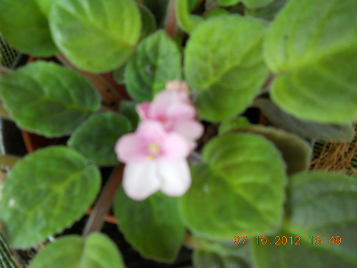 0610.2012 019 - FLORILE MELE 2012