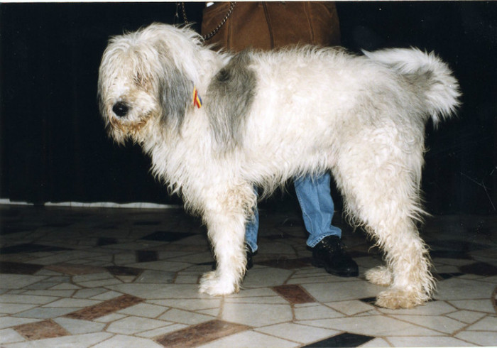 DUDU DE ROMANIA 1046 CIRC 1998 2 - Ciobanesti mioritici produsi in canisa de Romania - The mioritics dogs made in de Romania  Kennel