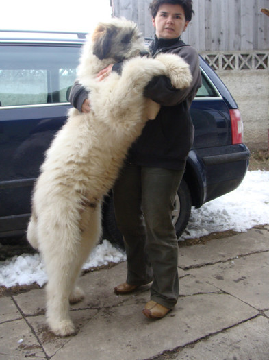 aristide de romania - Ciobanesti mioritici produsi in canisa de Romania - The mioritics dogs made in de Romania  Kennel