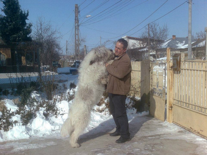 CADANA DE RO 5 - Ciobanesti mioritici produsi in canisa de Romania - The mioritics dogs made in de Romania  Kennel