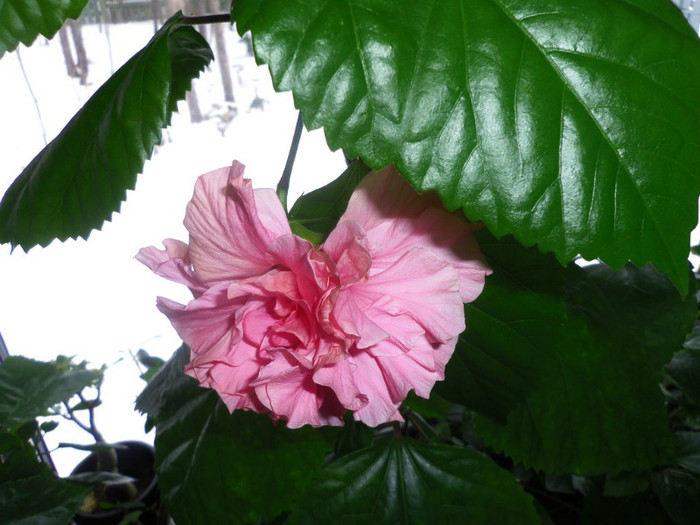 12 oct. 2012 - Hibiscus Mrs George Davis