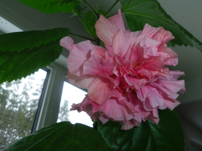 12 oct. 2012 - Hibiscus Mrs George Davis